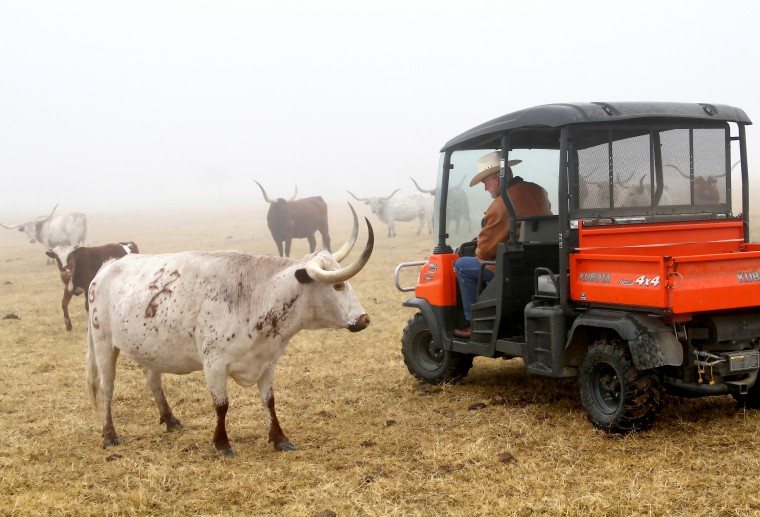 Retired couple raises longhorns